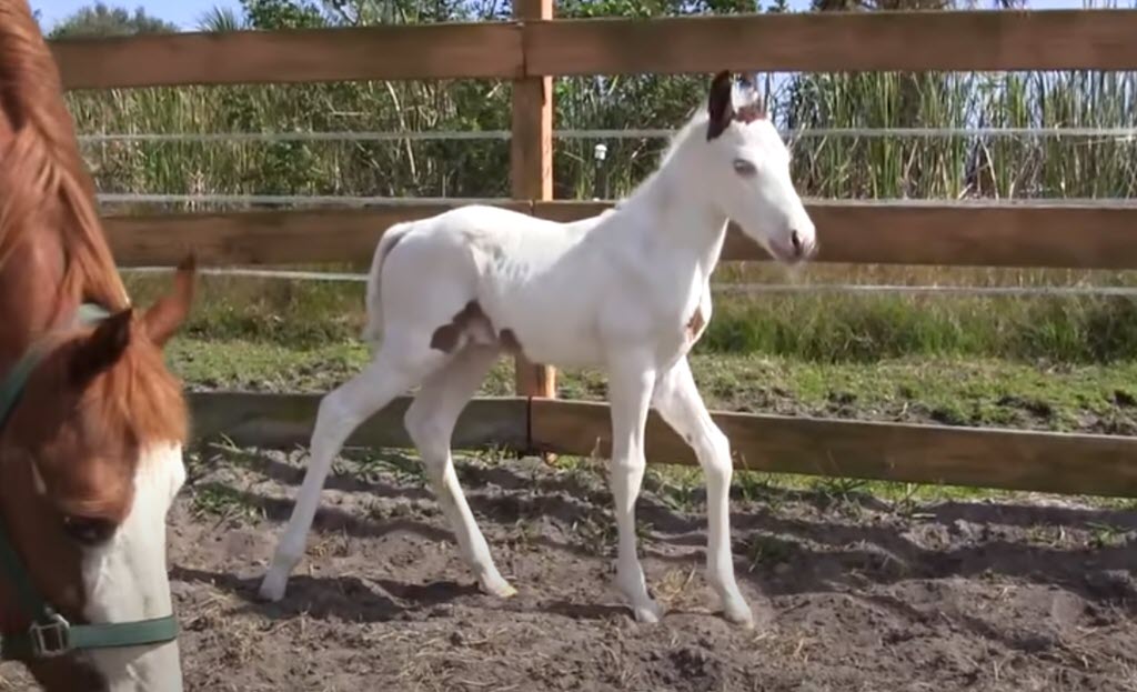 Filly Foal Born With Rare Medicine Hat Pattern